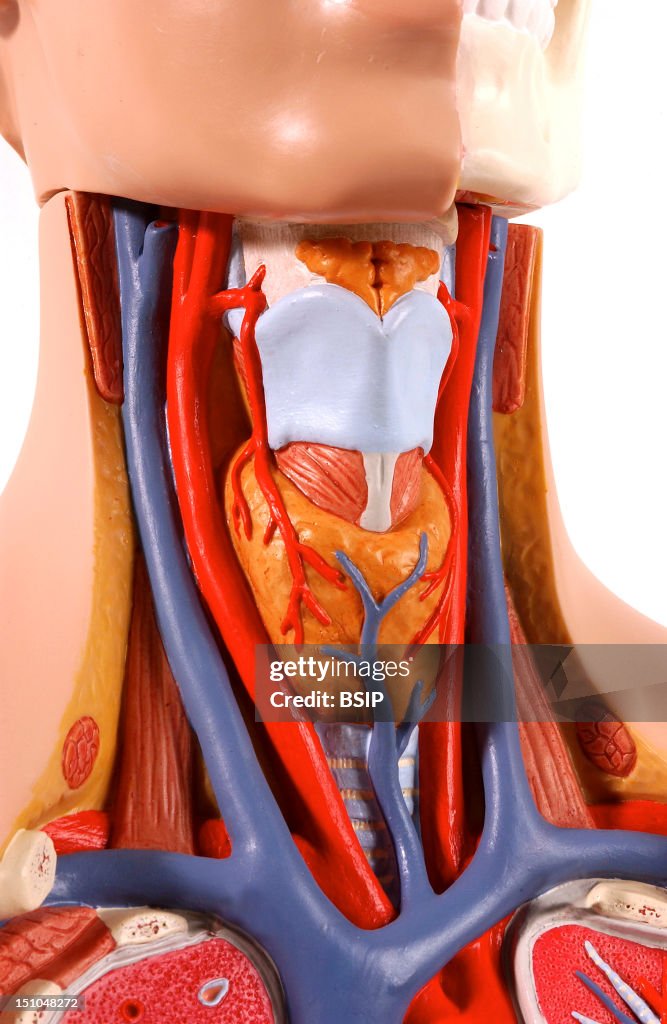 Thyroid