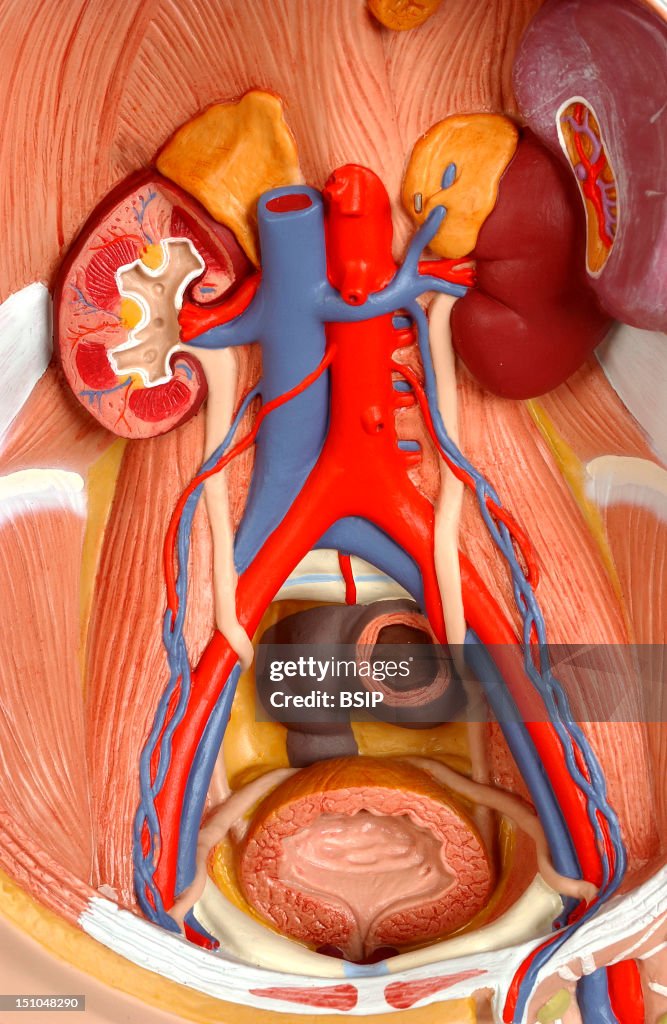 Anatomy, Urinary Tract