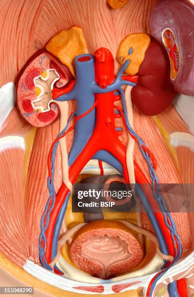 Model Of The Internal Anatomy Of The Trunk Of An Adult Human Body Of Indeterminate Sex, Anterior View. The Deep Organs Can Be Seen Here Thanks To The...