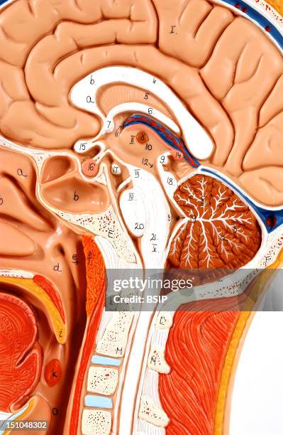 Anatomical Model Showing The Internal Structures Of An Adult Human Head And Neck Left Lateral Median Cutaway View. The Head Skeleton In Beige...