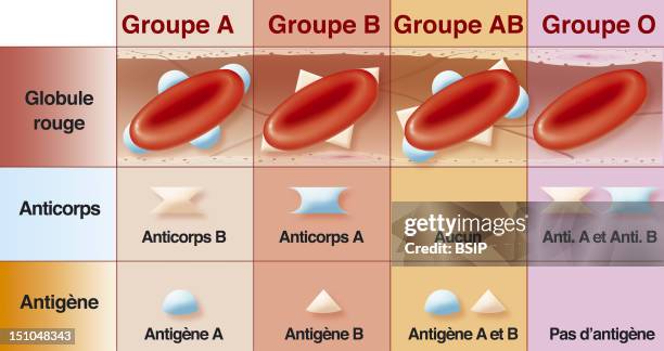 Blood Groups. Representation In Tables For The Different Blood Groups, With The Antibodies And Antigens Corresponding To Each Group.