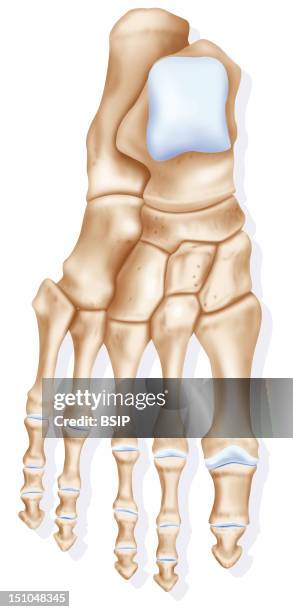 The Bones Of The Foot. Representation Of The Dorsal View Of The Foot Posterior View And Different Bones That Compose It. From The Top Left, The...