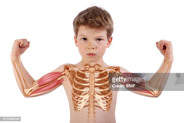 Year Old Boy Rib Cage And Arms With Biceps And Brachial Triceps.