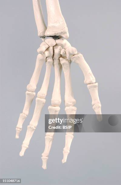 Hand Squeleton Metacarpal Bones Photos and Premium High Res Pictures - Getty Images