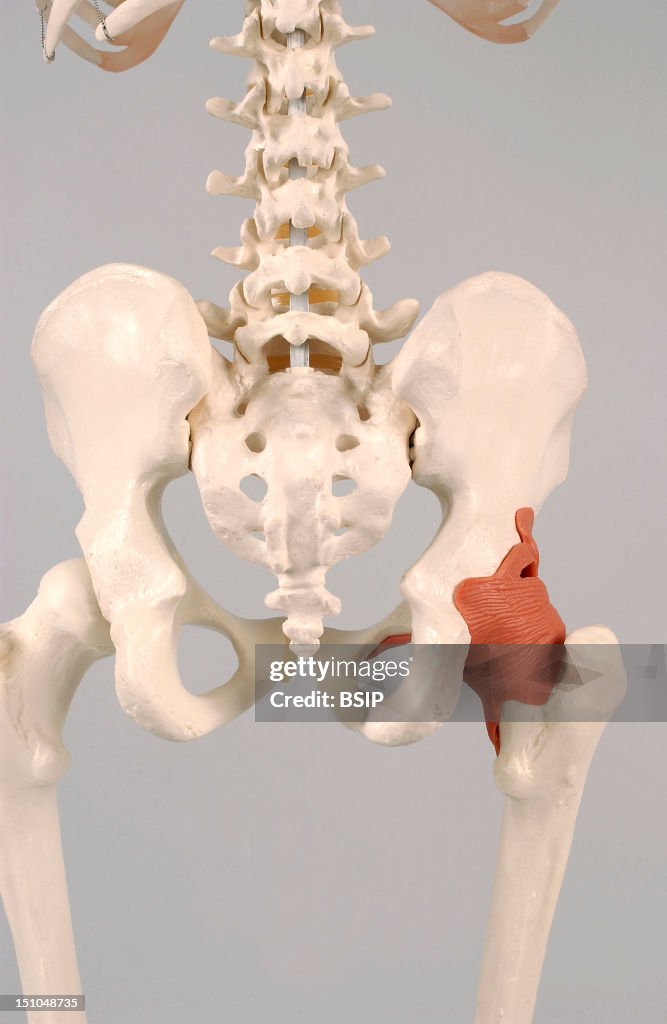 Skeleton, Pelvis