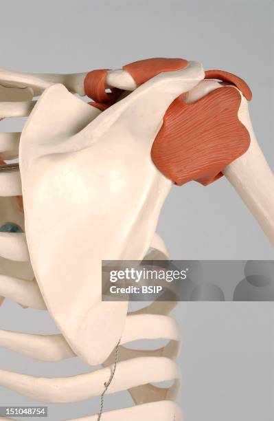Anatomical Model Of The Shoulder Of An Adult Human Skeleton With Ligaments, Anterior View Of The Shoulder Joint. The Joint Of The Right Shoulder Is...