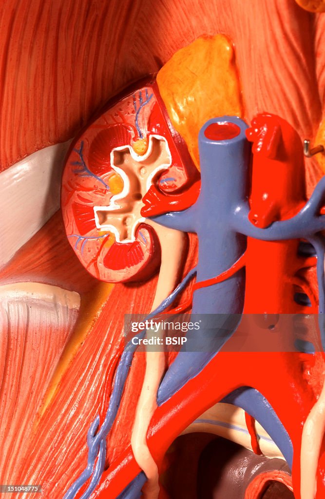 Kidney, Anatomy