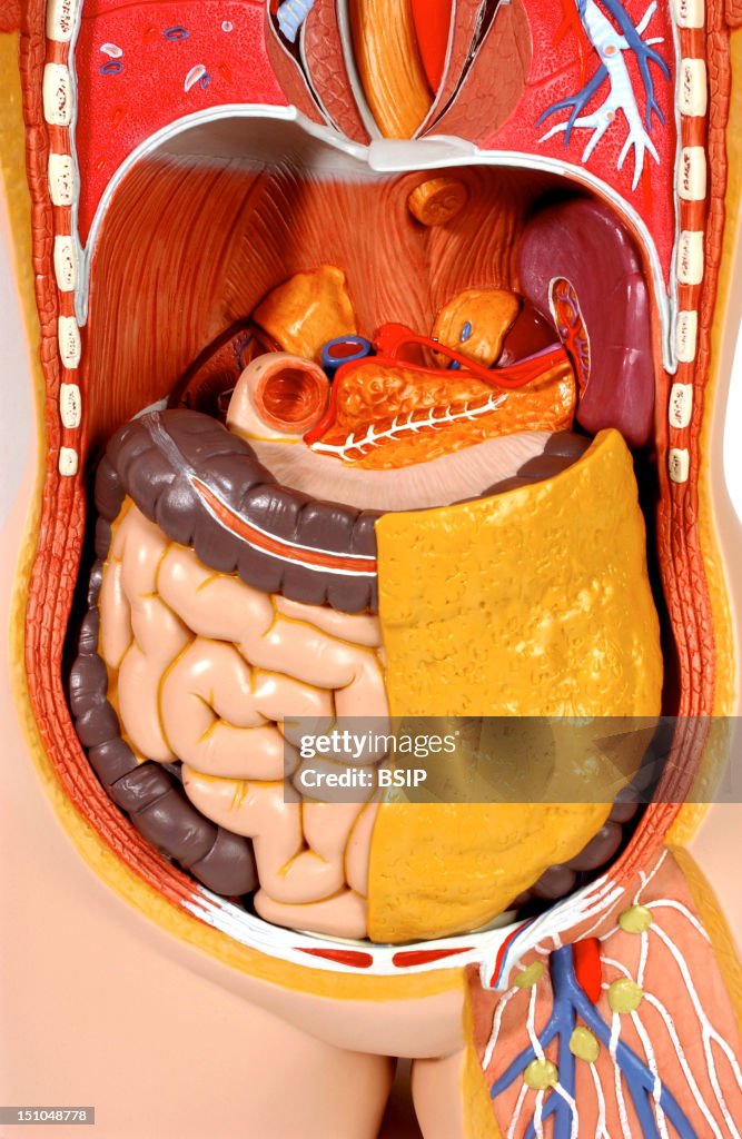 Abdomen, Anatomy
