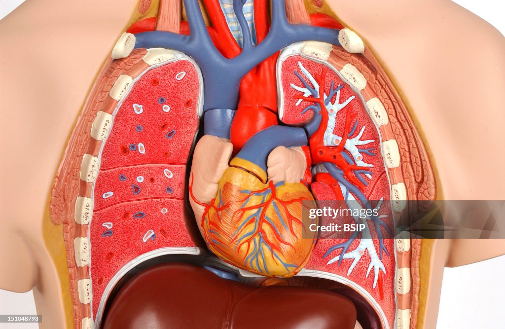 Heart, Anatomy