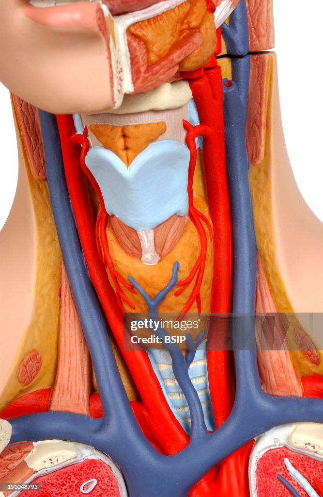Thyroid