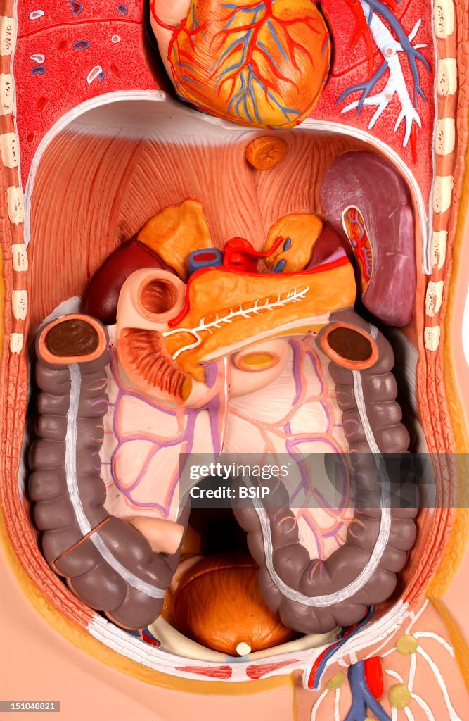 Abdomen, Anatomy