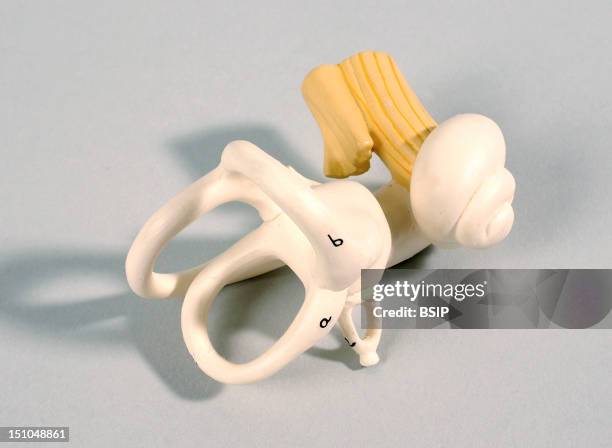 Model Of The Anatomy Of The Inner Ear Of An Human Body Lateral View. The Inner Ear Comprises Both The Receptors For Hearing And For Balance. It...