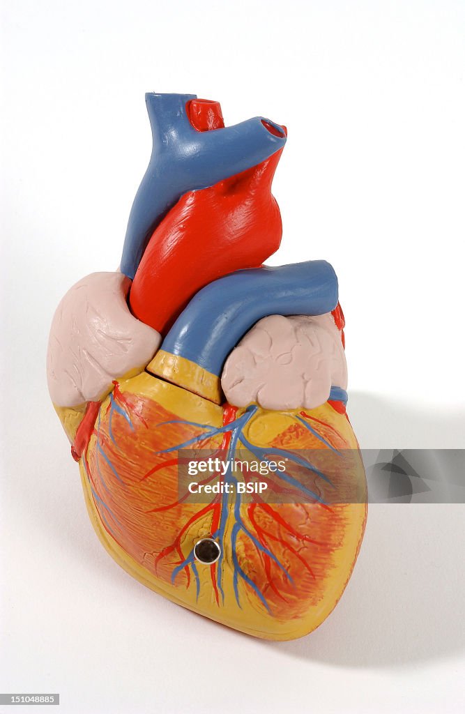 Heart, Anatomy