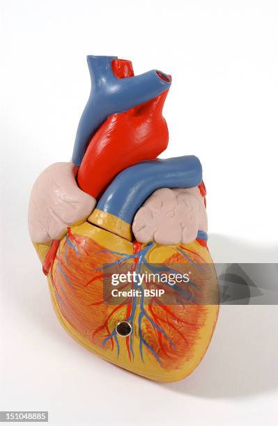 Model Of The Superficial Anatomy Of The Heart Of An Adult Human Body Anterior View. The Heart Contains Four Cavities: Two Atriums In Its Upper Part,...