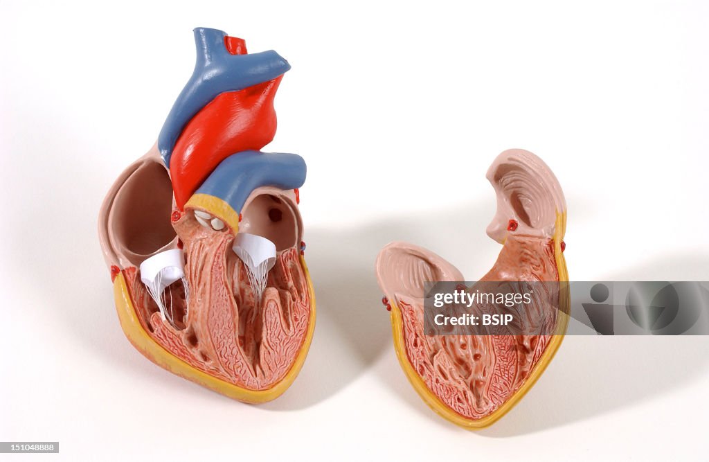 Heart, Anatomy
