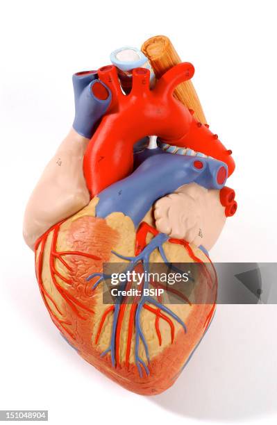 Model Of The Superficial Anatomy Of The Heart Of An Adult Human Body Anterior View. The Heart Contains Four Cavities: Two Atriums In Its Upper Part,...