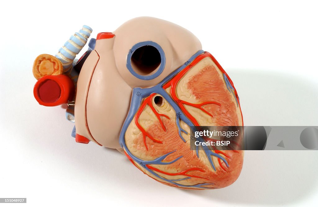 Heart, Anatomy
