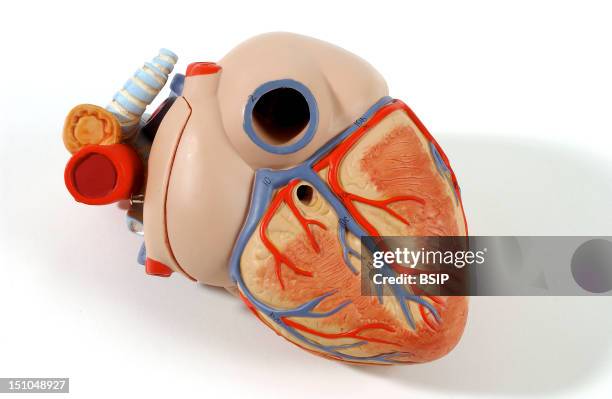 Model Of The Superficial Anatomy Of The Heart Of An Adult Human Body Posterior Oblique View. The Heart Contains Four Cavities: Two Atriums In Its...