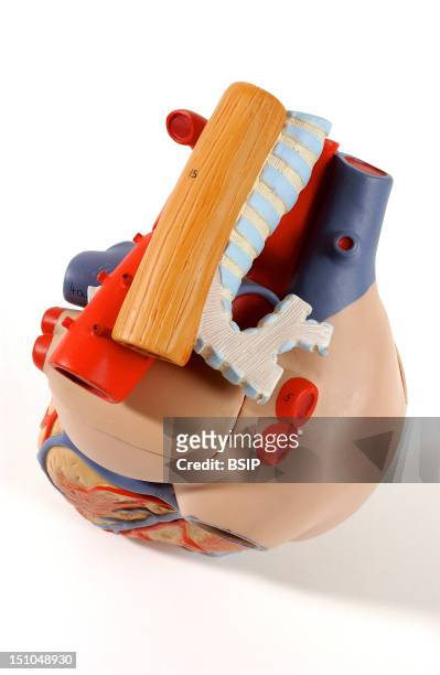 Model Of The Superficial Anatomy Of The Heart Of An Adult Human Body Posterior Superior View. Seen From Above, The Heart Atriums In Beige Are Mainly...