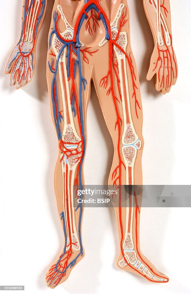 Lower Limb, Blood Circulation