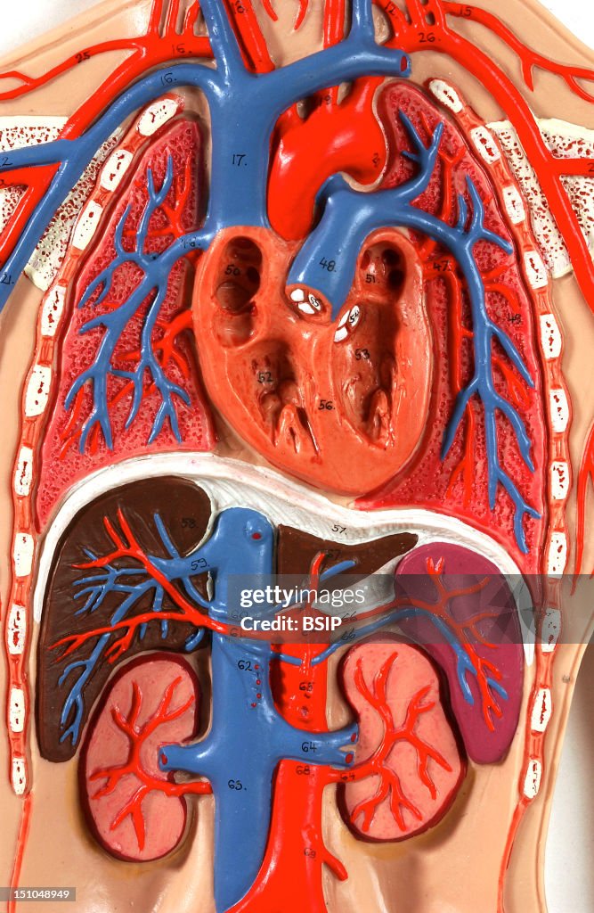 Blood Circulation