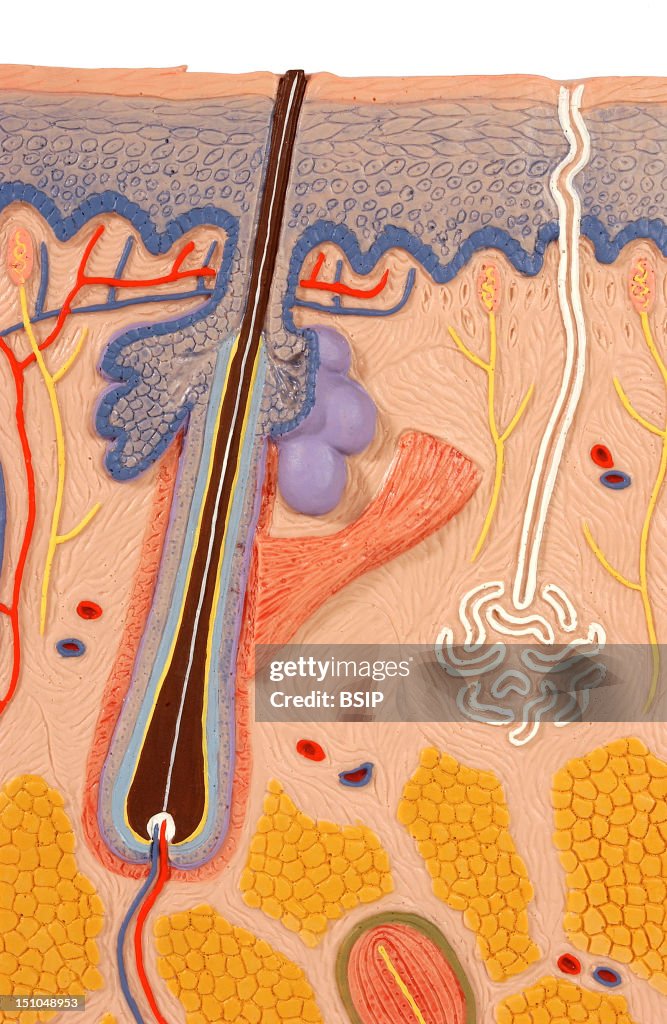 Anatomy, Skin