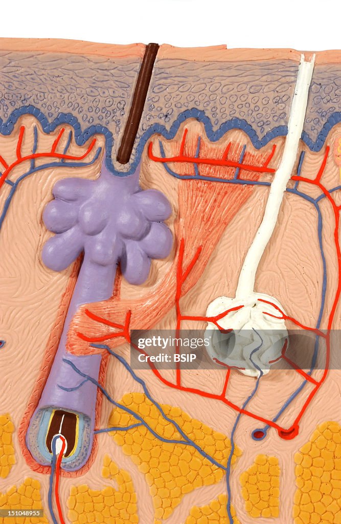Anatomy, Skin