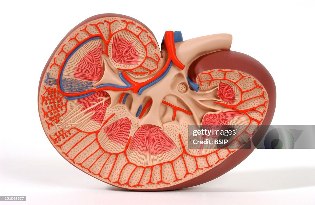 Kidney, Anatomy