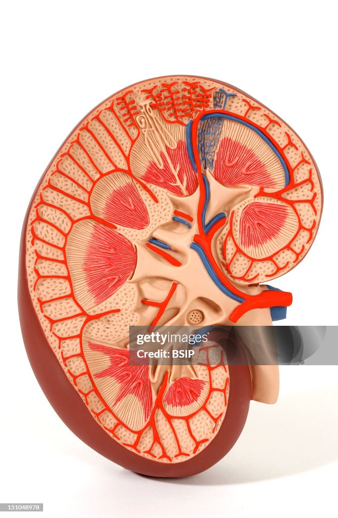 Kidney, Anatomy