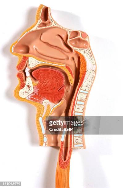 Anatomic Model Of The Internal Structures Of The Head And The Neck Of An Adult Human Body Left Lateral View Of A Median Section. The Mouth Is The...