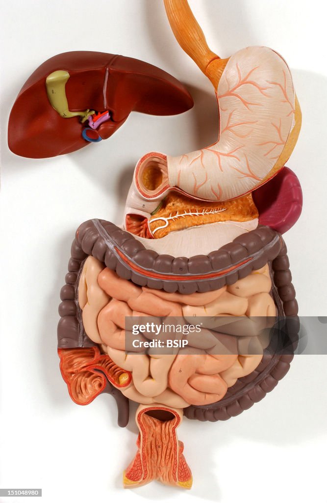 Digesative System Model Digestive System Model Project