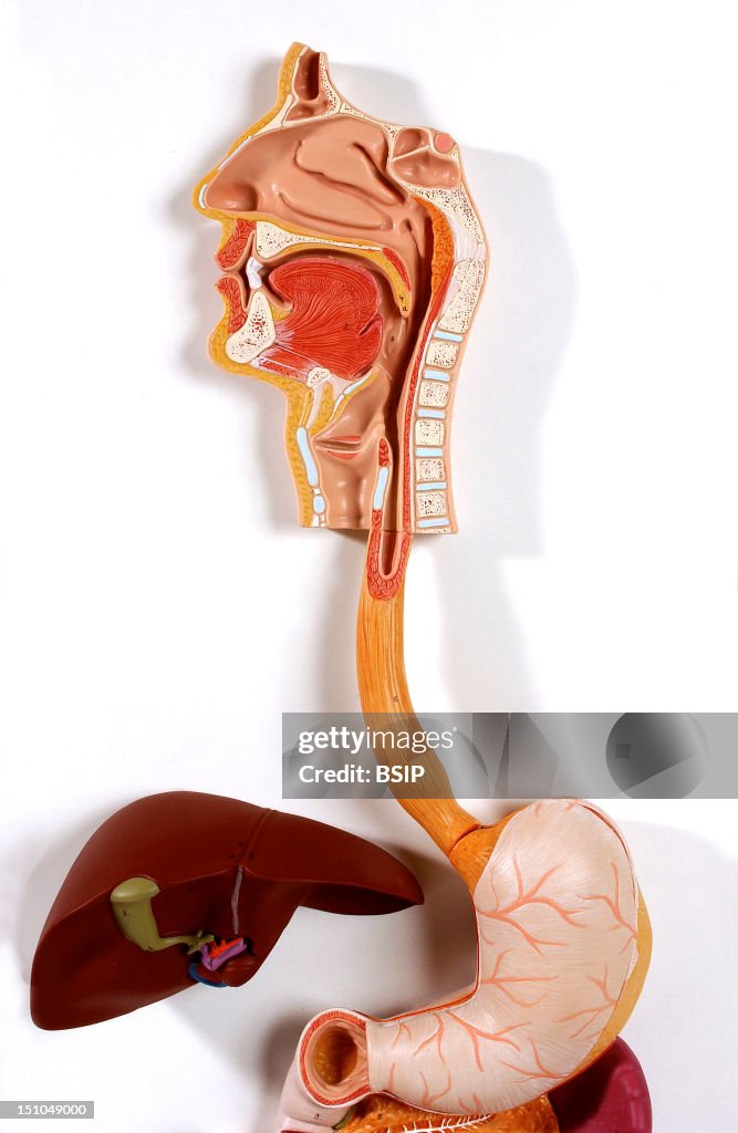 Digestive System
