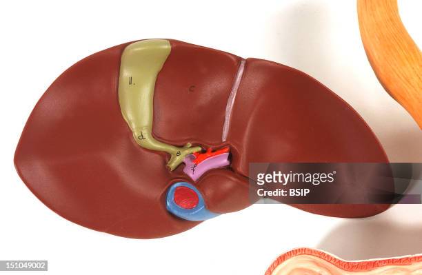 Model Of The Anatomy Of The Liver And The Gallblader Of An Adult Human Body Posterior View. The Liver Has Been Turned In Order To Visualize Its...