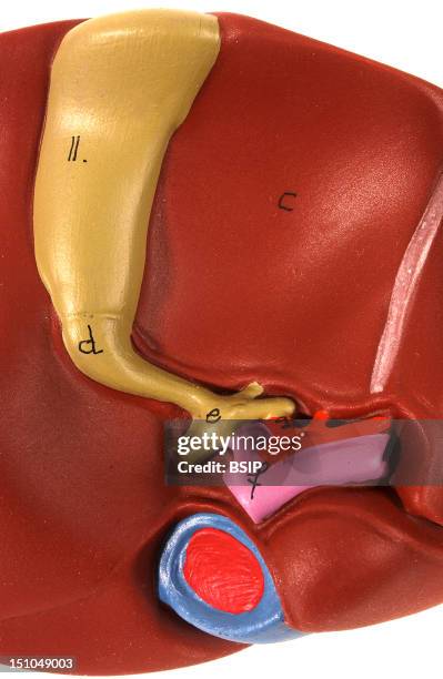 Model Of The Anatomy Of A Part Of The Liver And The Gallblader Of An Adult Human Body Posterior View. The Liver Has Been Turned In Order To Visualize...
