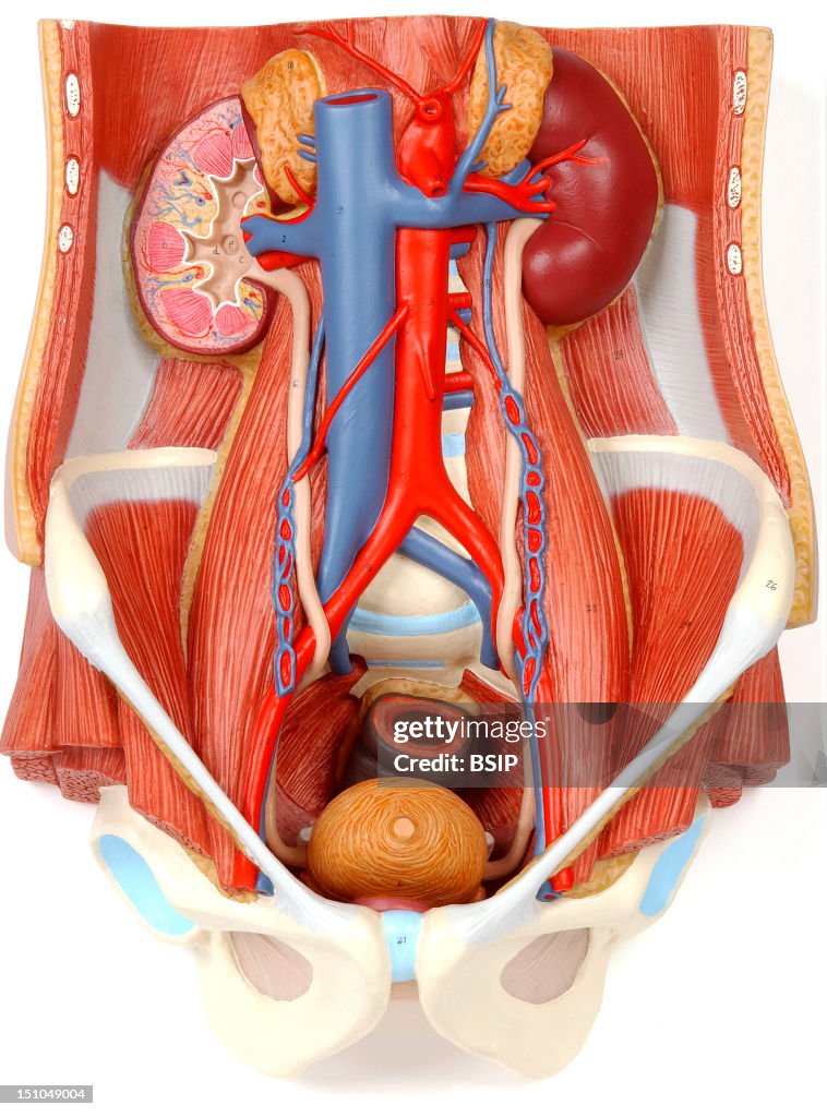 Anatomy, Urinary Tract