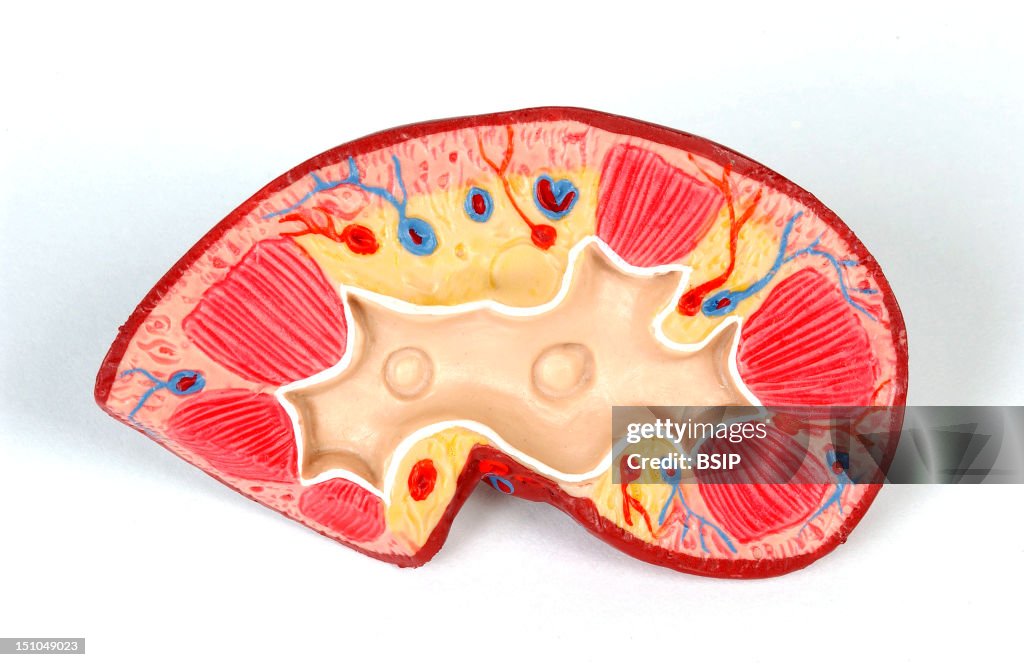 Kidney, Anatomy