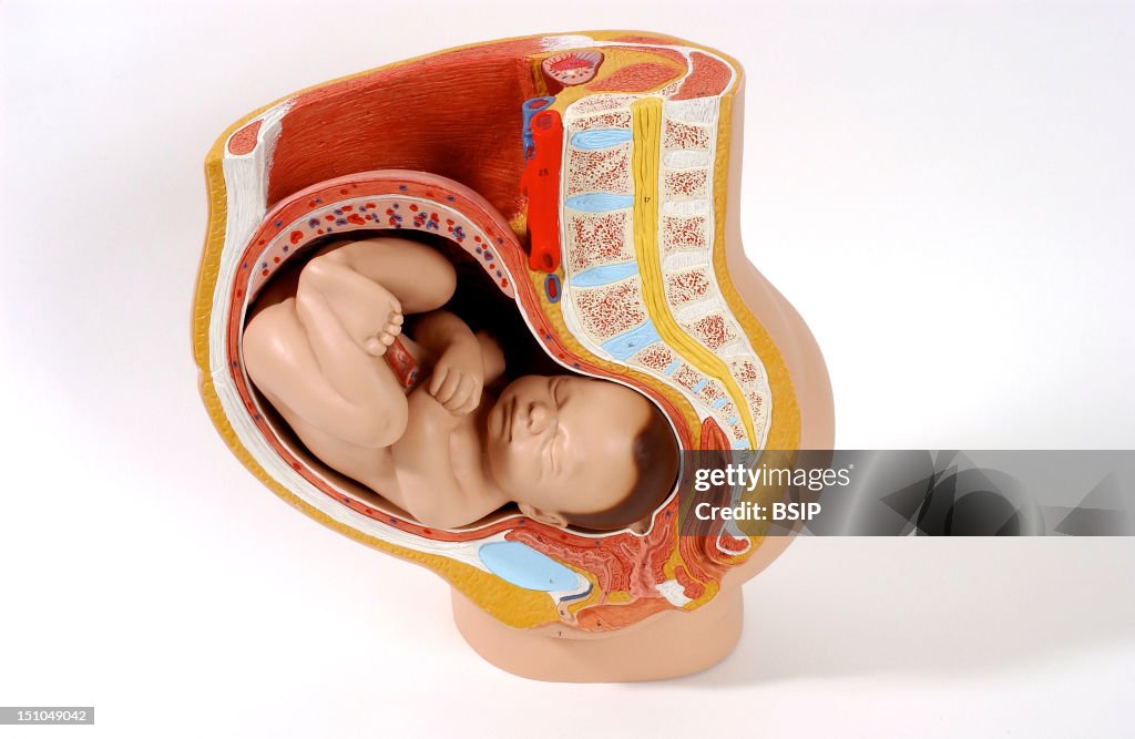 Anatomy Of The Fetus