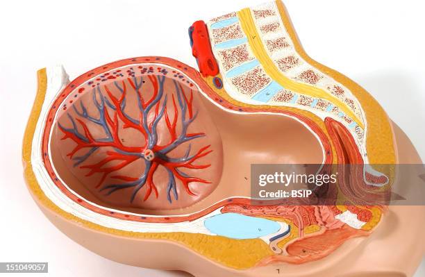 Model Of The Internal Anatomy Of An Adult Female Pelvis Median Section At The End Of Pregnancy Nine Months. The Fetus Has Been Removed In Order To...