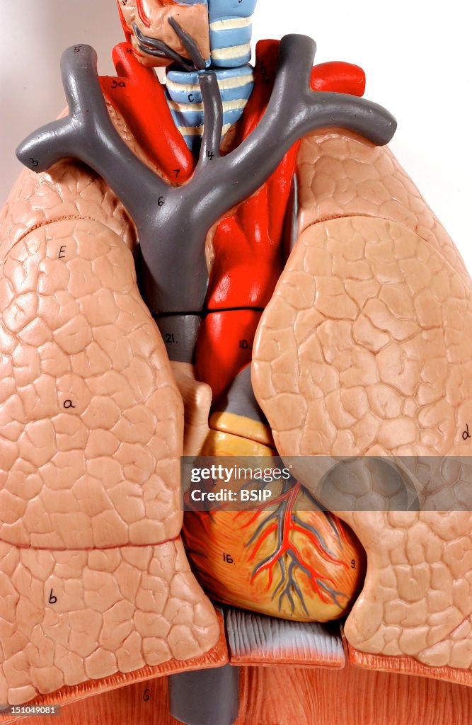 Lung, Anatomy