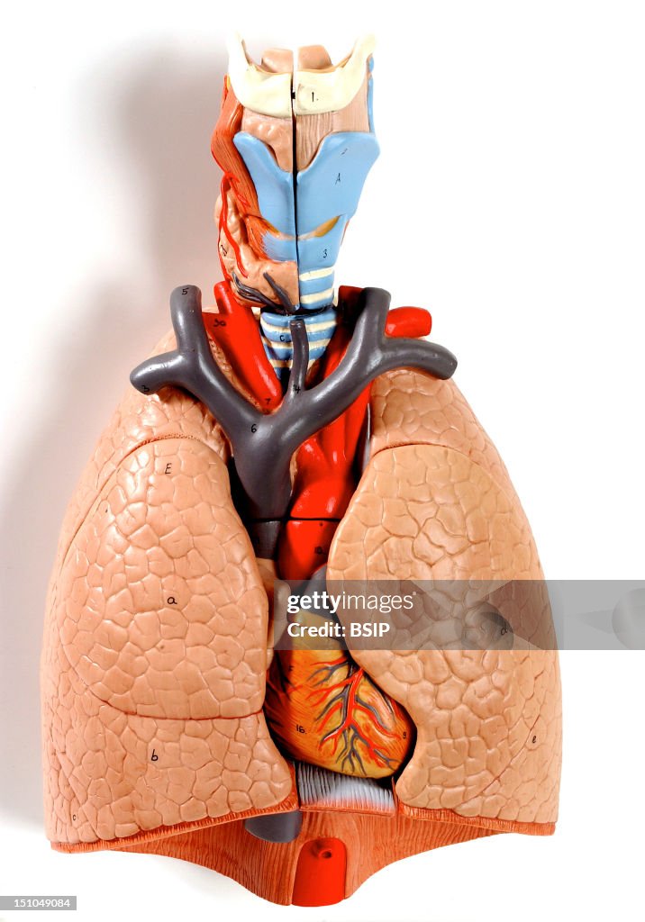 Lung, Anatomy