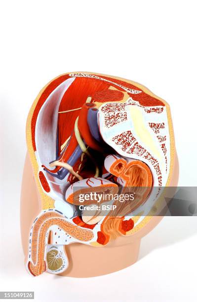 Model Of The Internal Anatomy Of An Adult Male Pelvis Median Section. The Pelvic Musculature And Vascular Network, As Well As The Spinal Column, Are...