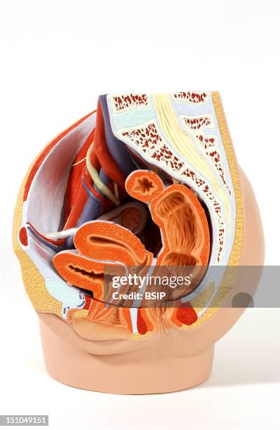 Model Of The Internal Anatomy Of An Adult Female Pelvis Median Section. The Inner Surface Of The Anterior Pelvic Wall On The Left Of The Picture Is...