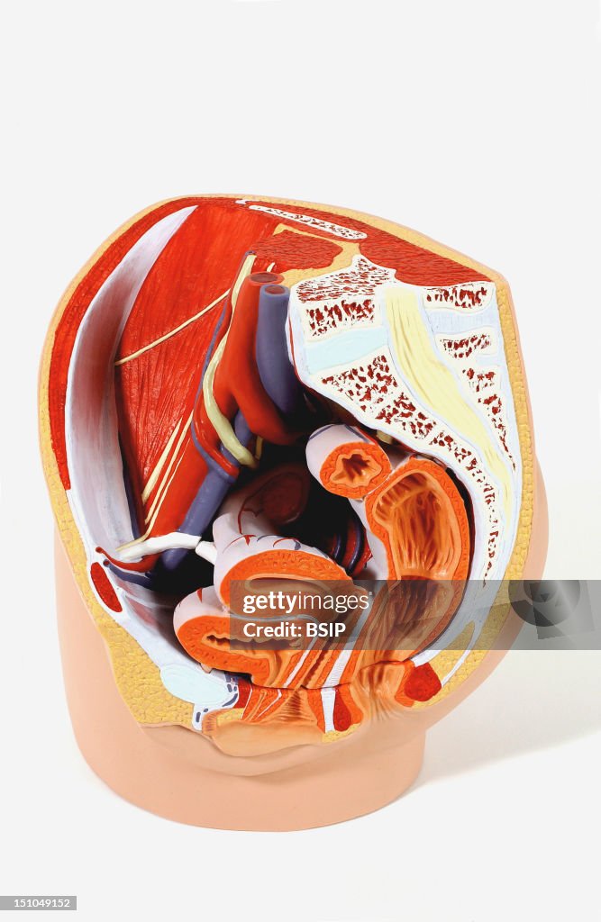 Anatomy, Female Genitalia