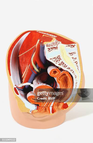 Model Of The Internal Anatomy Of An Adult Female Pelvis Median Section. The Inner Surface Of The Anterior Pelvic Wall On The Left Of The Picture Is...