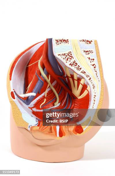 Model Of The Internal Anatomy Of An Adult Female Pelvis Median Section. Here, Removal Of The Digestive Organs And The Internal Genitalia Makes It...