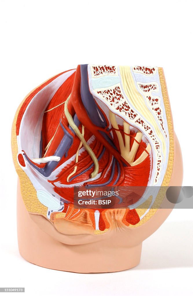 Anatomy, Female Genitalia