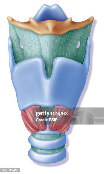 Illustration Of The Larynx, Anterior View. From Top To Bottom: The Epiglottis, Hyoid Bone, Thyrohyoid Membrane, Thyroid Cartilage, Cricothyroid...