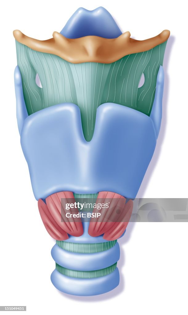 Larynx, Drawing