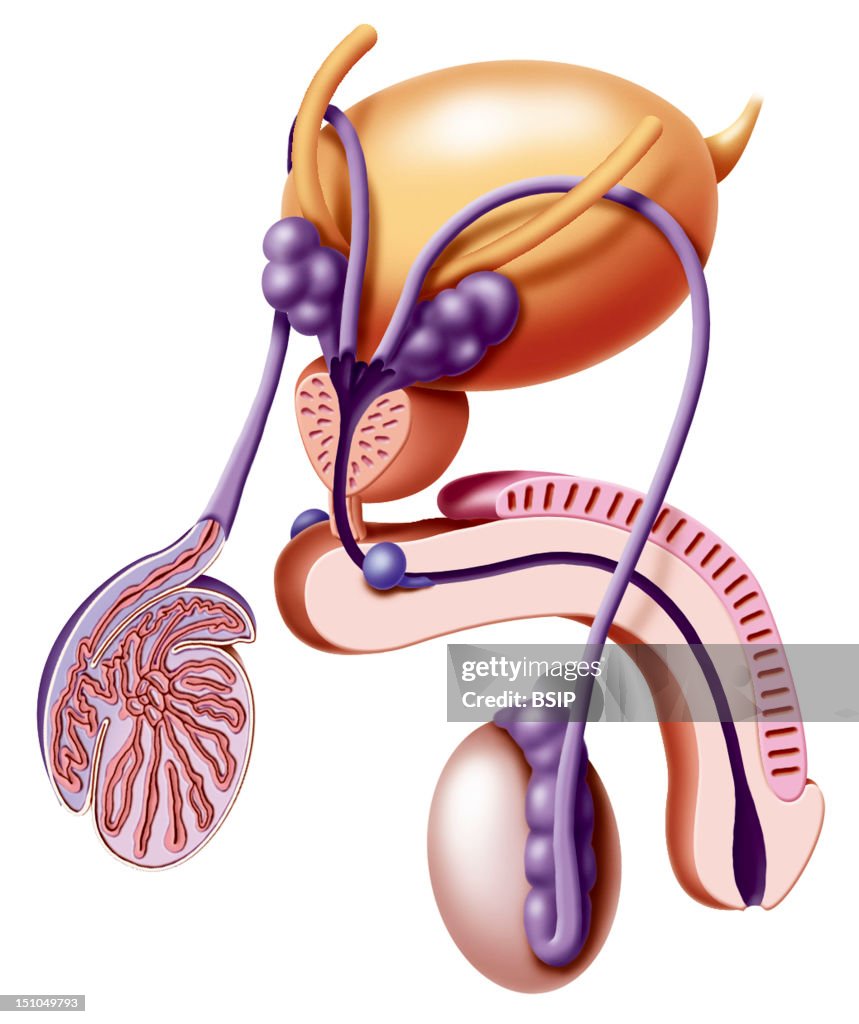 Male Genital System, Drawing