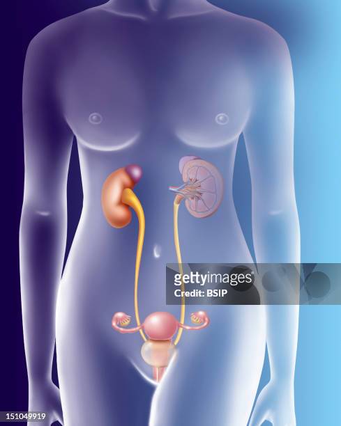 The Female Urinary Tract And Reproductive System. Illustration Of The Female Urinary Tract And Reproductive System, Visible In A Transparent...